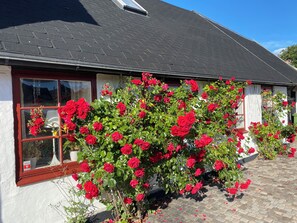 A house with a brick roof, a window with a red frame, and a bush of red flowers.