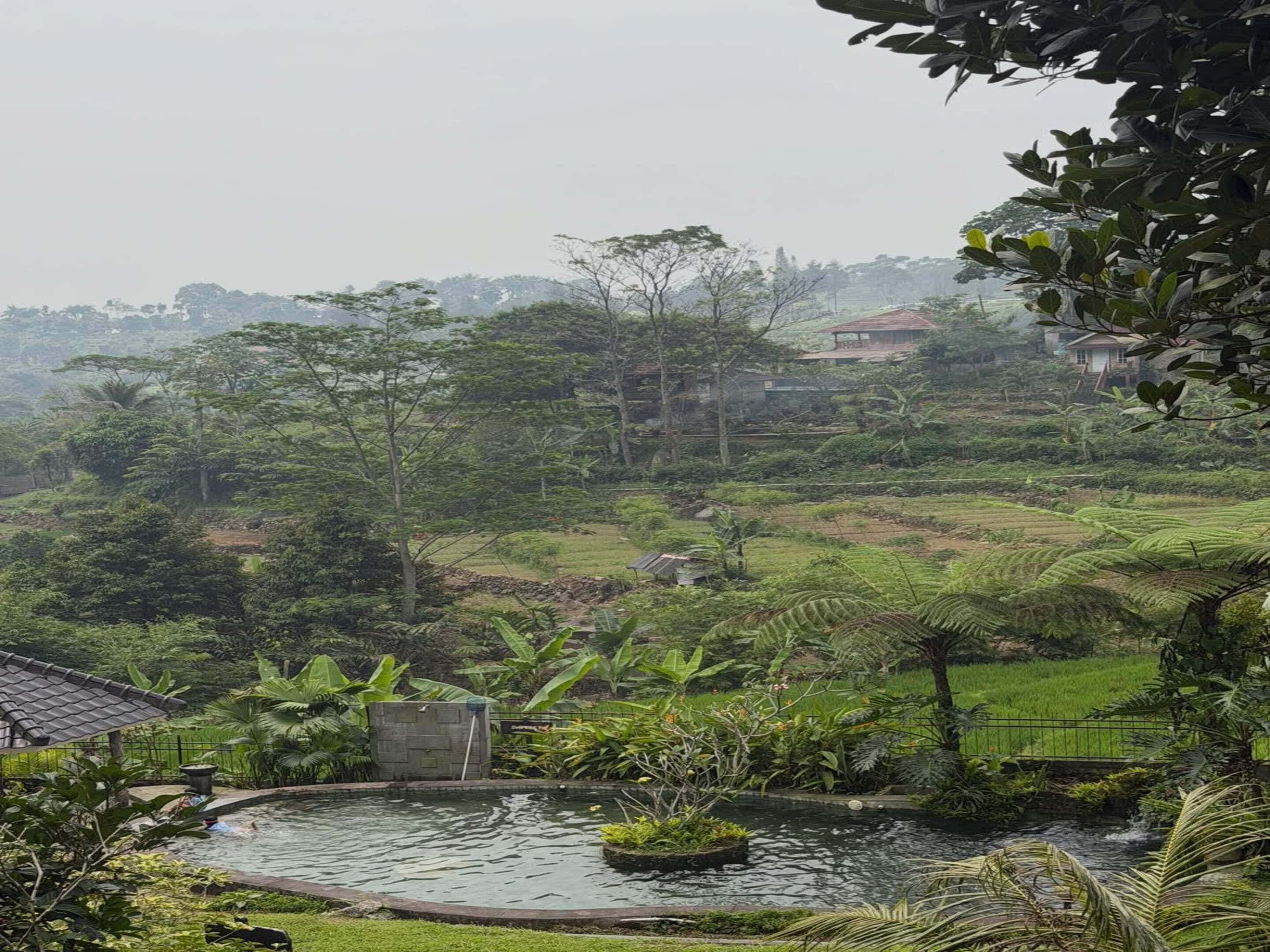 A lush garden with a small pond, surrounded by greenery and a few buildings in the background.