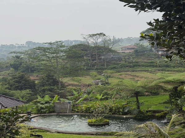 A lush garden with a small pond, surrounded by greenery and a few buildings in the background.