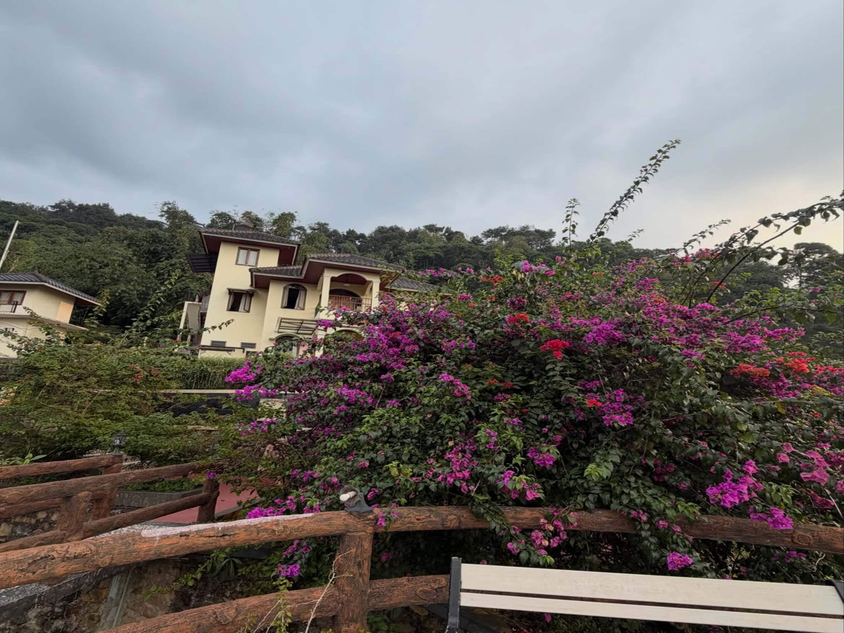 A building with a balcony, surrounded by lush greenery and vibrant pink flowers.