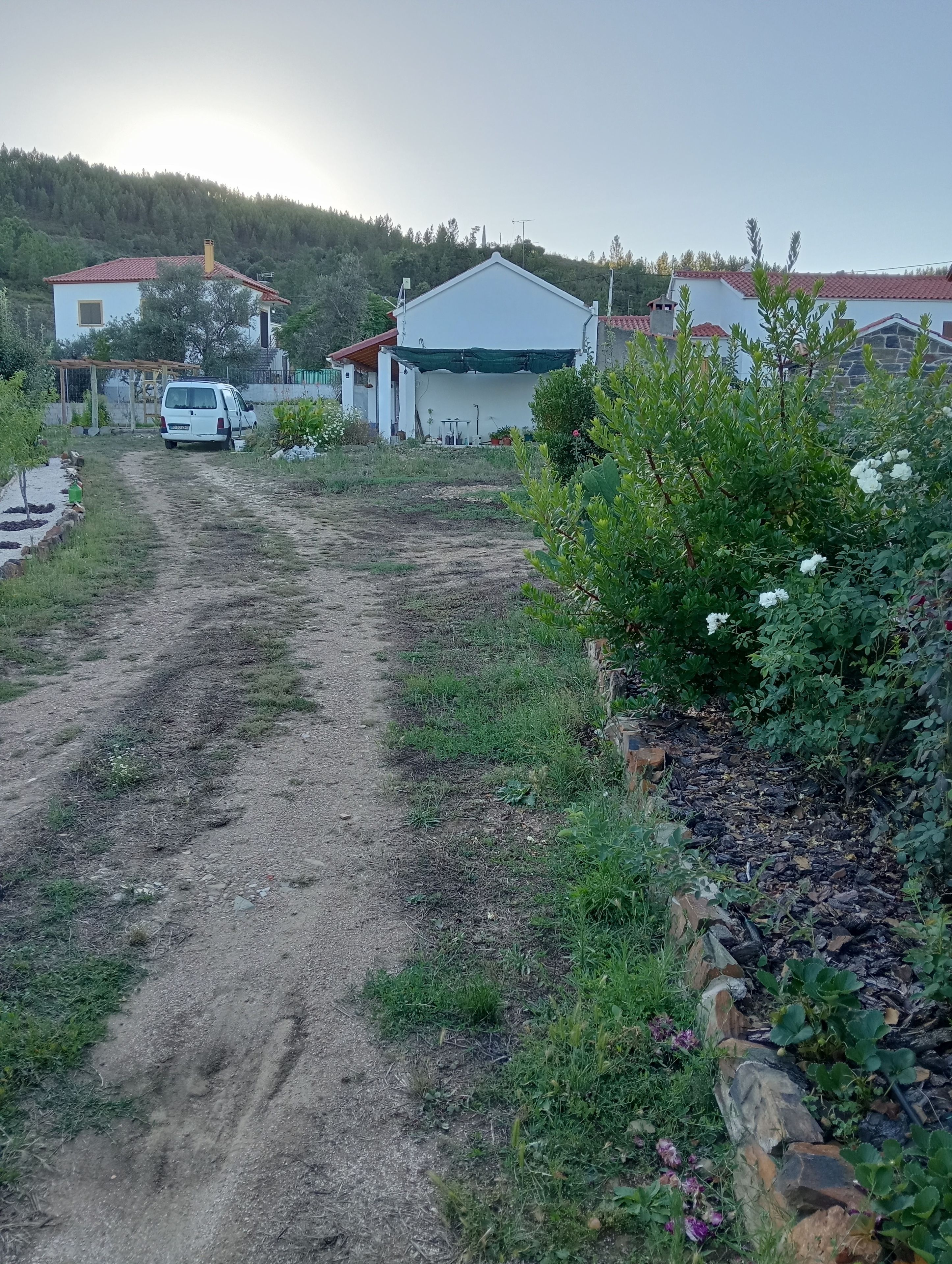 Un chemin de campagne menant à des maisons, avec un sentier de terre et de la verdure.