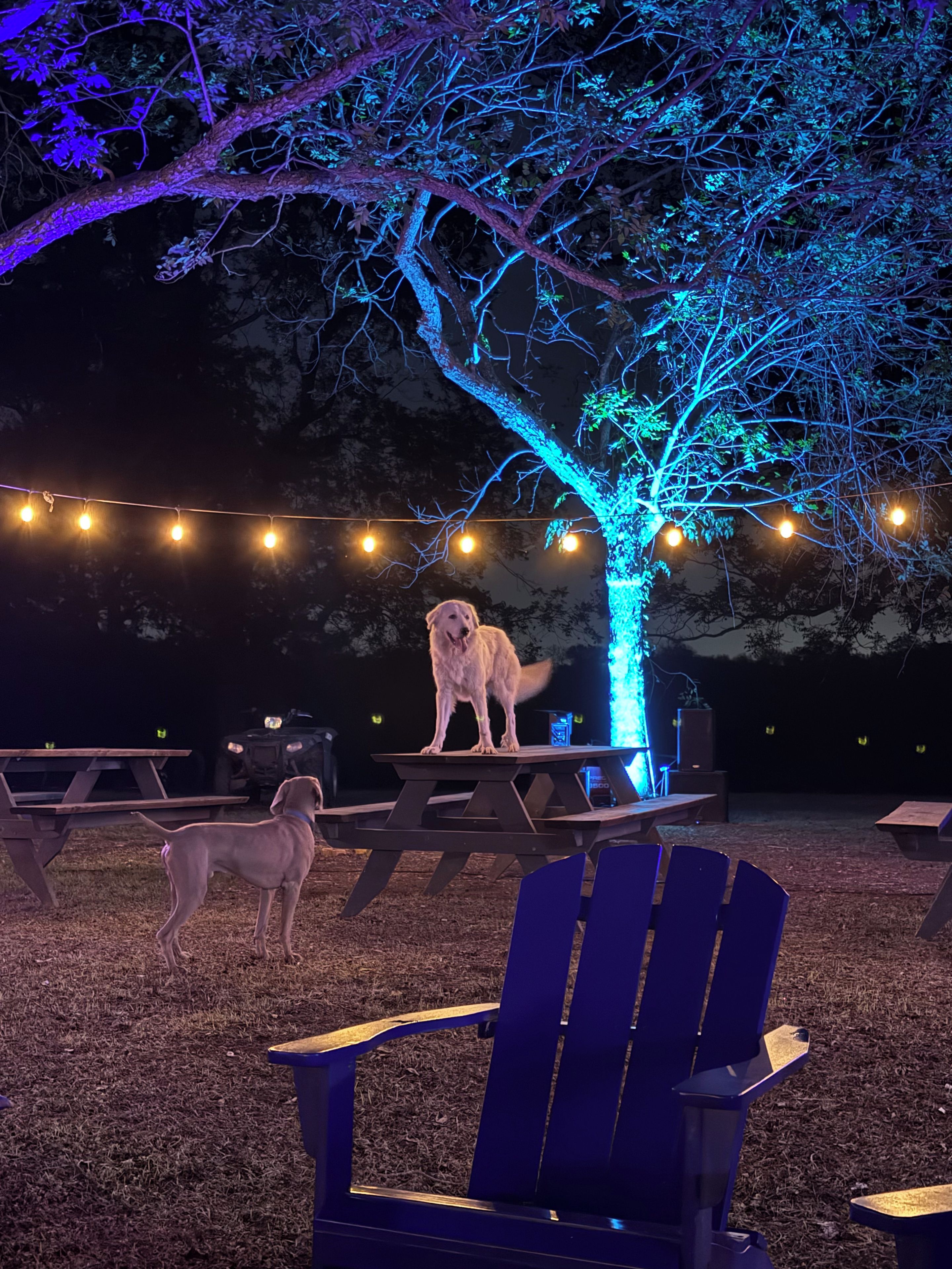 A dog standing on a wooden bench under a tree with blue lighting, with a string of lights in the background.