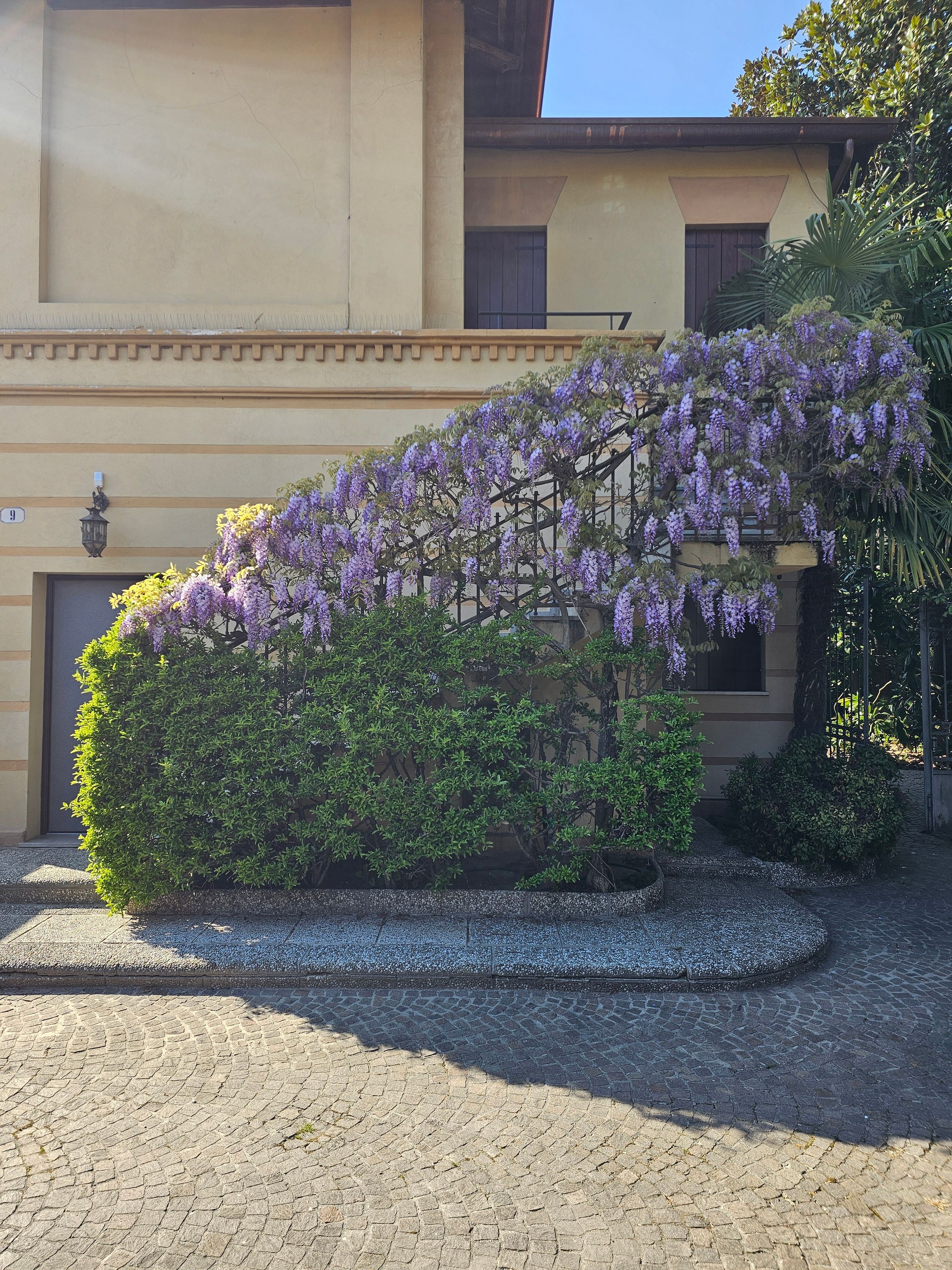 A building with a wisteria vine climbing over a hedge, a paved courtyard, and a clear sky.