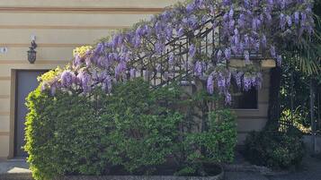 A building with a wisteria vine climbing over a hedge, a paved courtyard, and a clear sky.
