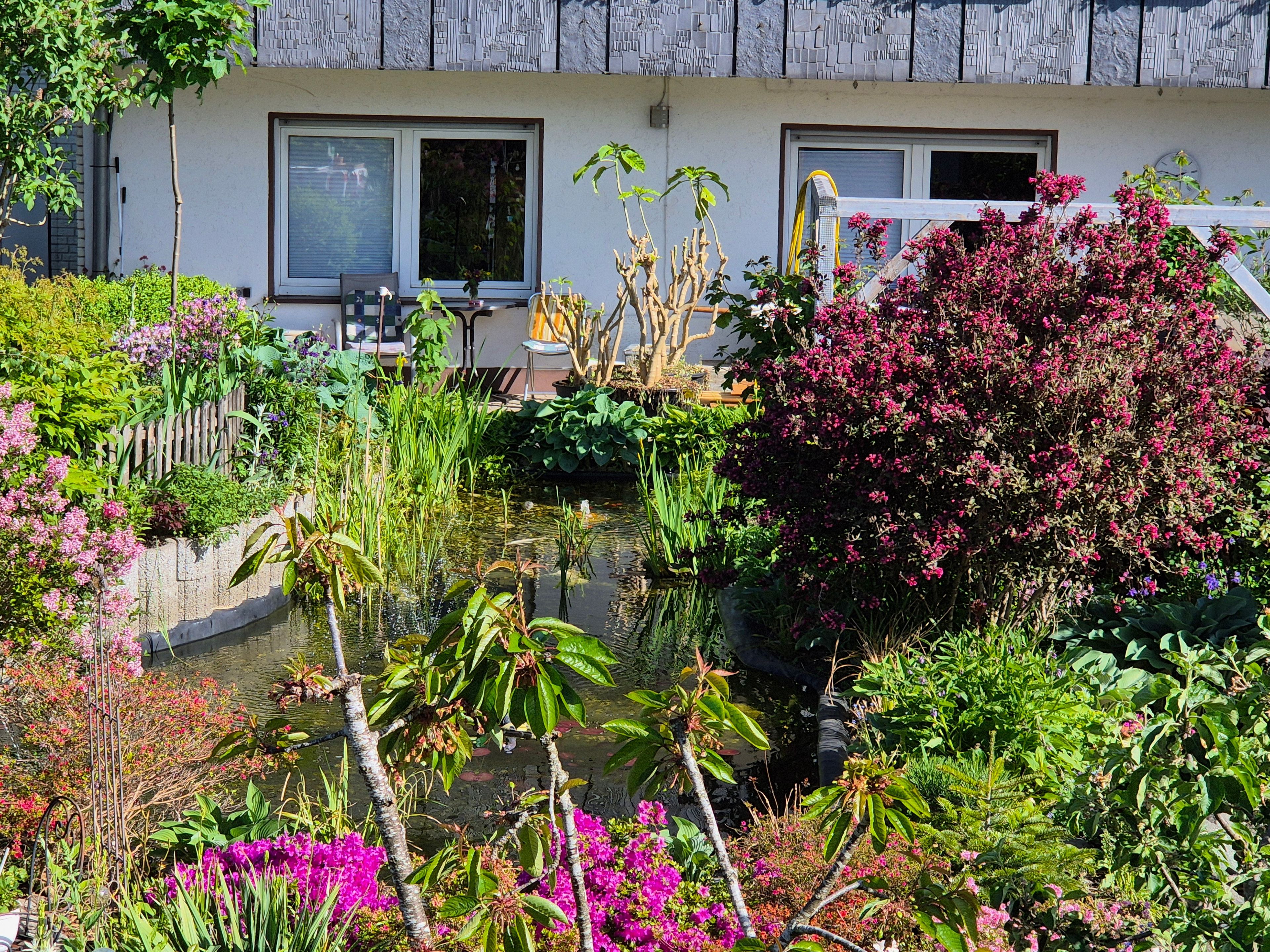 A garden with a pond, various plants, and a building with windows and a door.
