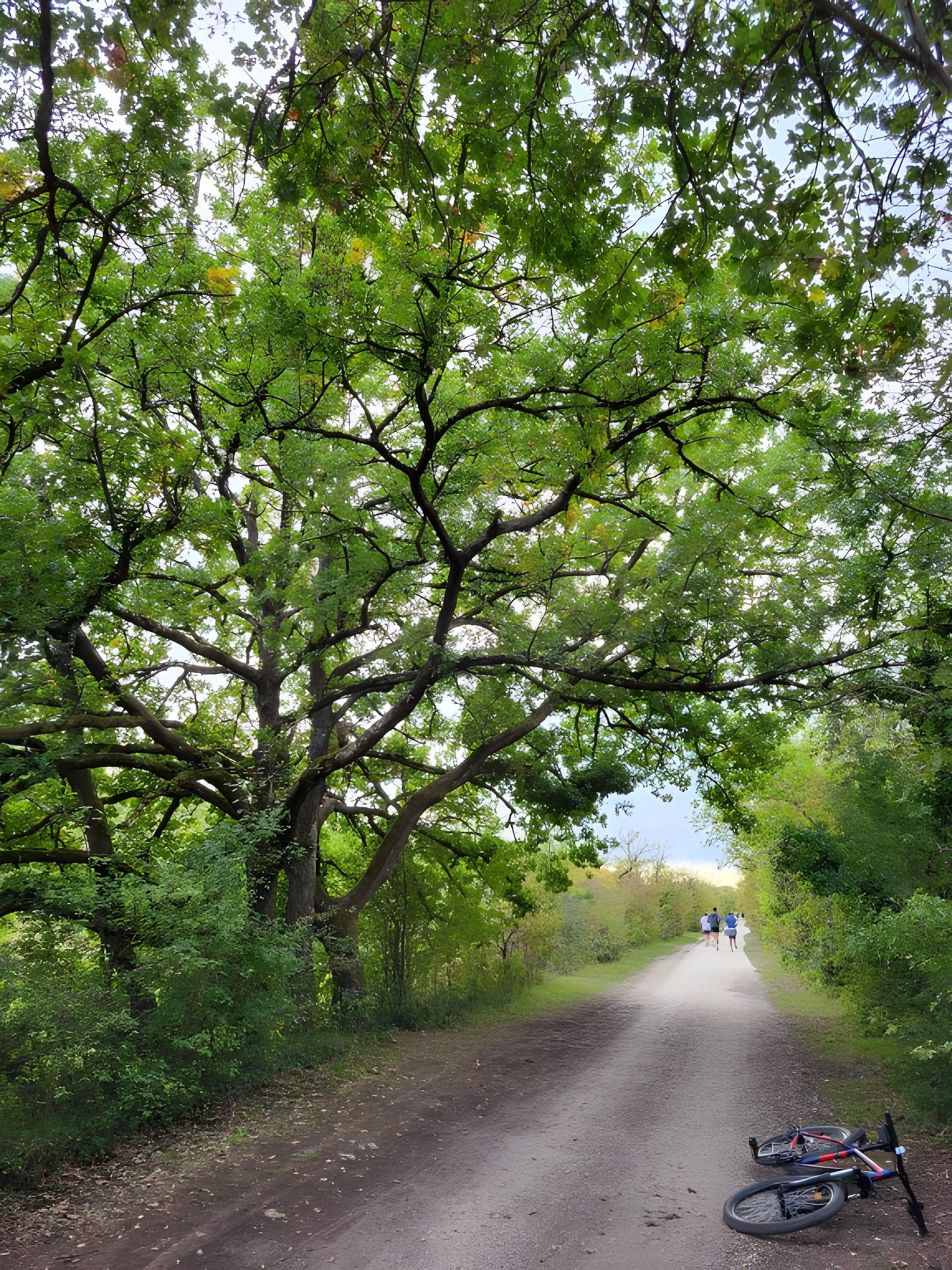 A dirt path flanked by dense green foliage, leading to a distant point. A bicycle is parked on the right side of the path.