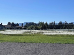 A rural landscape with a fenced field, a gravel path, and a building in the background. - Redtail Farm Guest House (Sequim)
