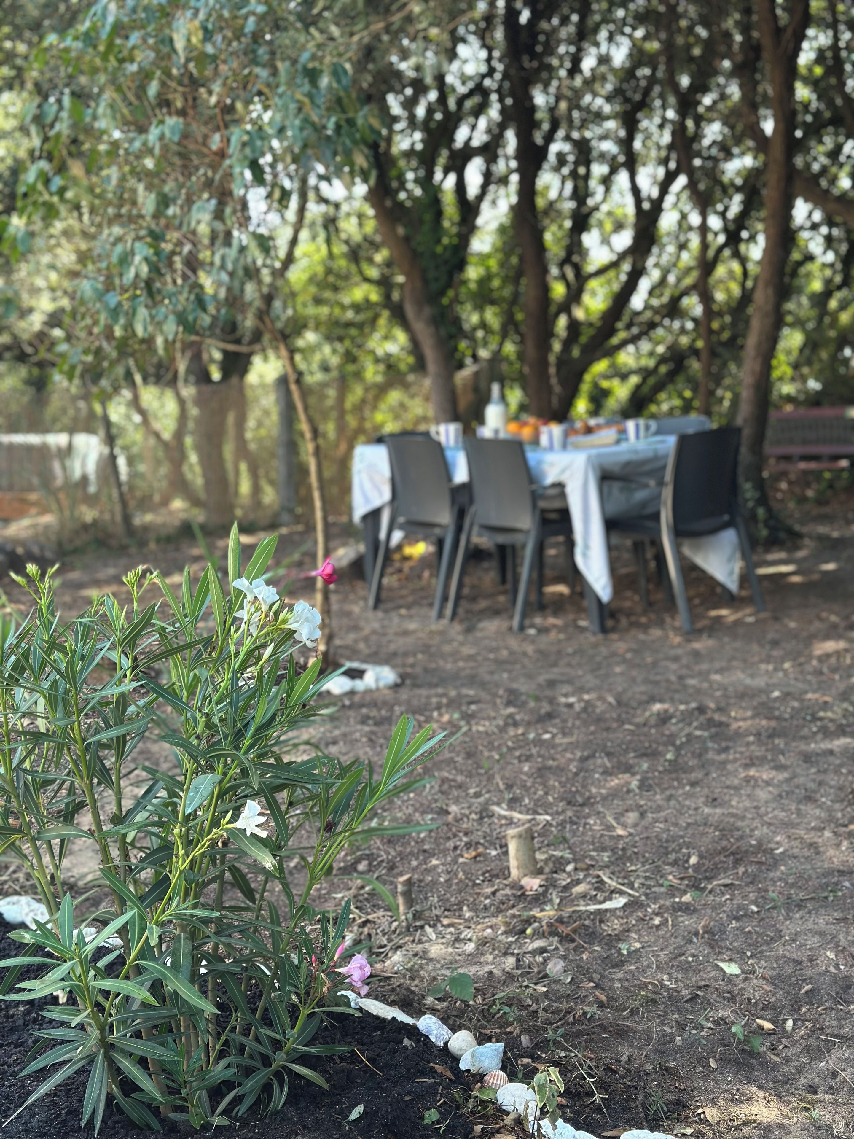 An outdoor dining area with tables and chairs, surrounded by trees and plants.