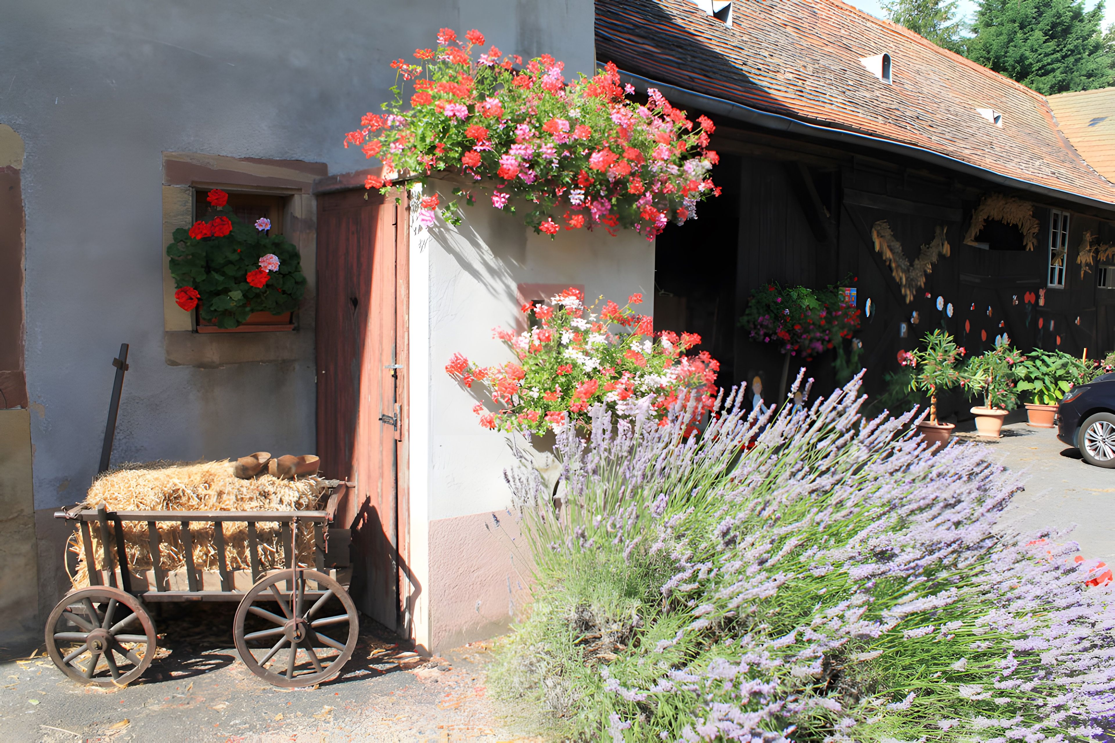 Un bâtiment rustique, avec une charrette remplie de foin, une brouette en bois et une variété de plantes en pot, dont de la lavande.
