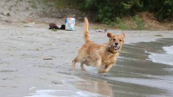 Een hond rent over een zanderig strand, met water en enkele objecten op de achtergrond.