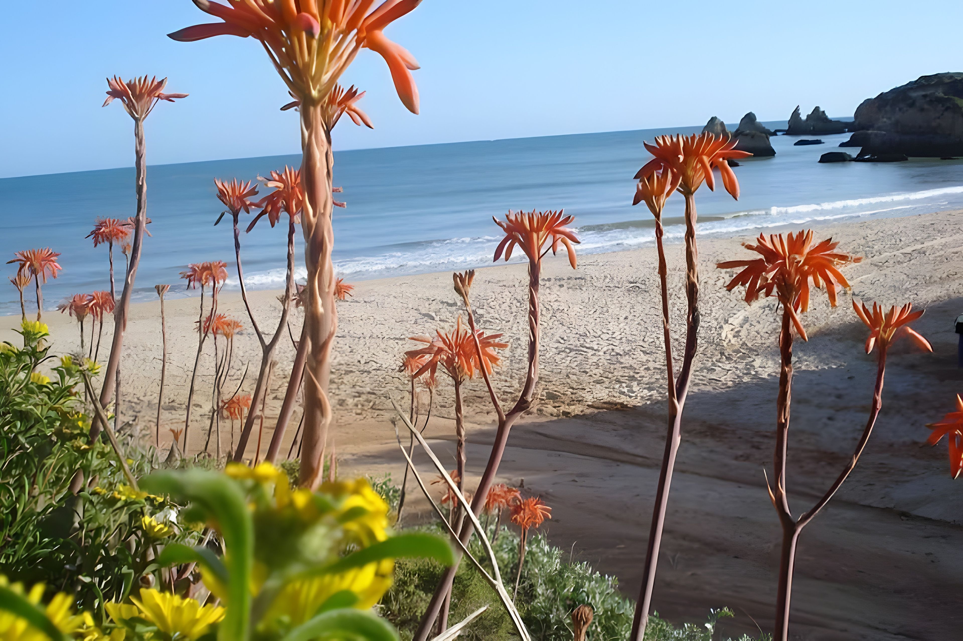 A beach with tall plants and a view of the ocean.
