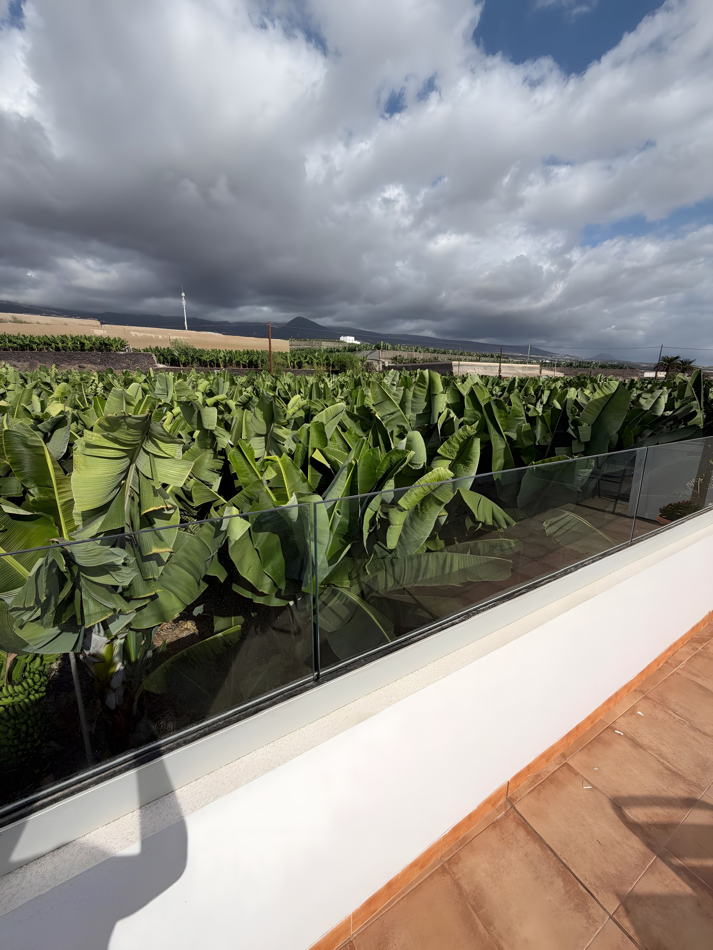 Vista desde una ventana sobre una plantación de plátanos bajo un cielo despejado.