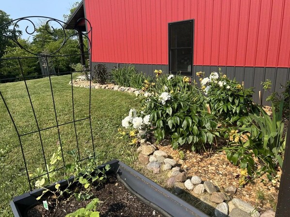 A garden with a metal fence, a red building, and a variety of plants.