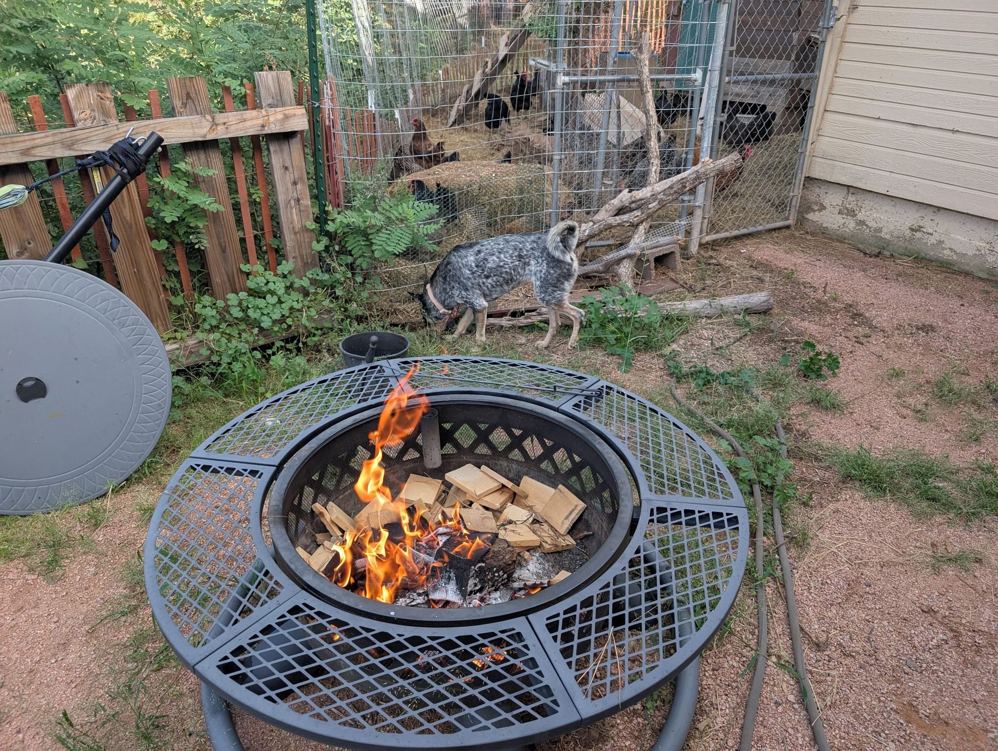 A circular metal fire pit with burning wood, surrounded by a grassy area with a wooden fence and a dog in the background.