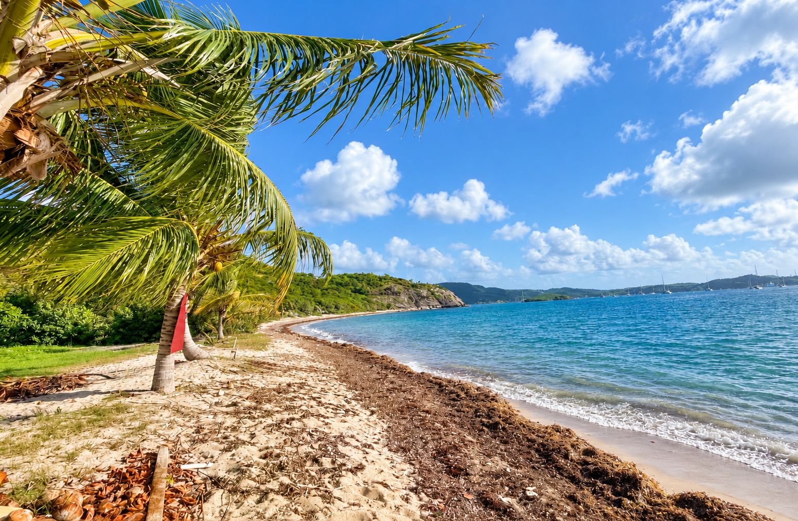 A beach with a palm tree, clear blue water, and a distant shoreline.