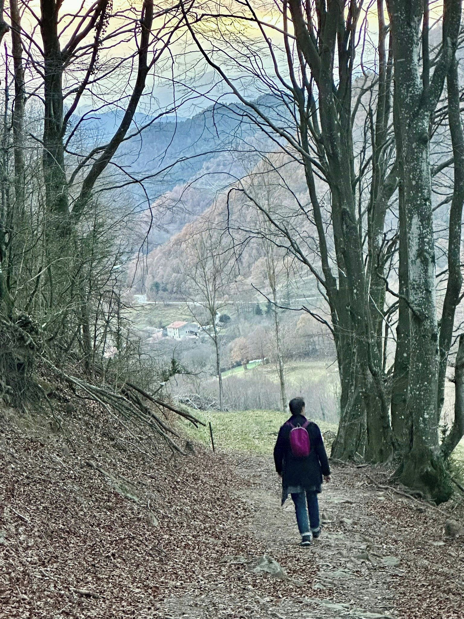 Une personne marchant sur un sentier recouvert de feuilles dans une zone boisée, avec des arbres et une vue lointaine sur une vallée.