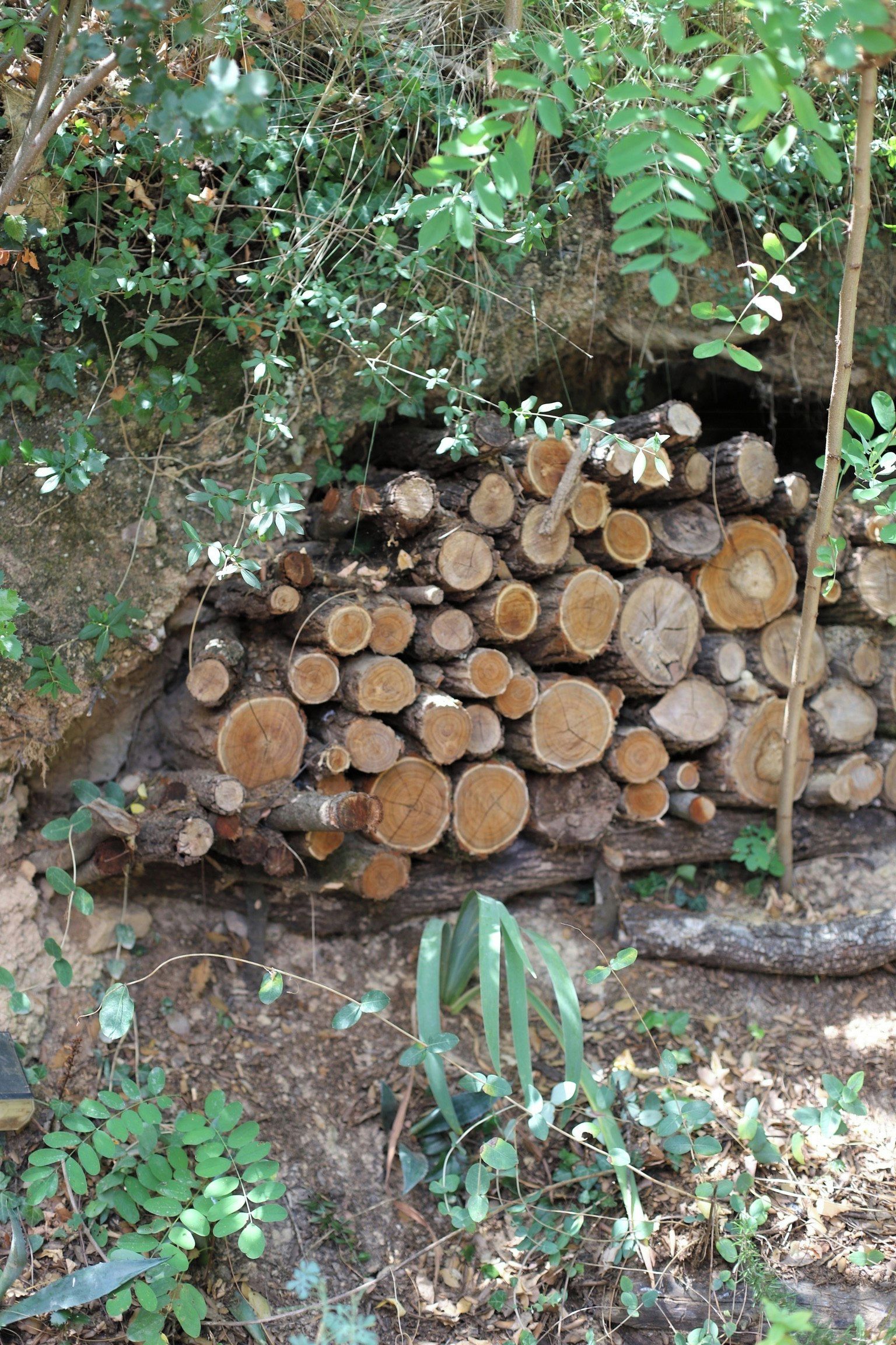 Une pile de troncs d’arbres coupés dans une zone boisée, avec différentes plantes vertes et un mur de roche en arrière-plan.