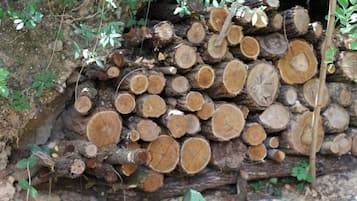 Une pile de troncs d’arbres coupés dans une zone boisée, avec différentes plantes vertes et un mur de roche en arrière-plan.