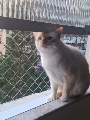 A cat sitting on a window ledge with a chain-link fence and buildings in the background. - New Listing (Rio de Janeiro)