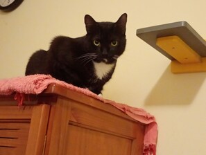 A black and white cat sitting on a wooden surface with a pink cloth. - New Listing (Rio de Janeiro)