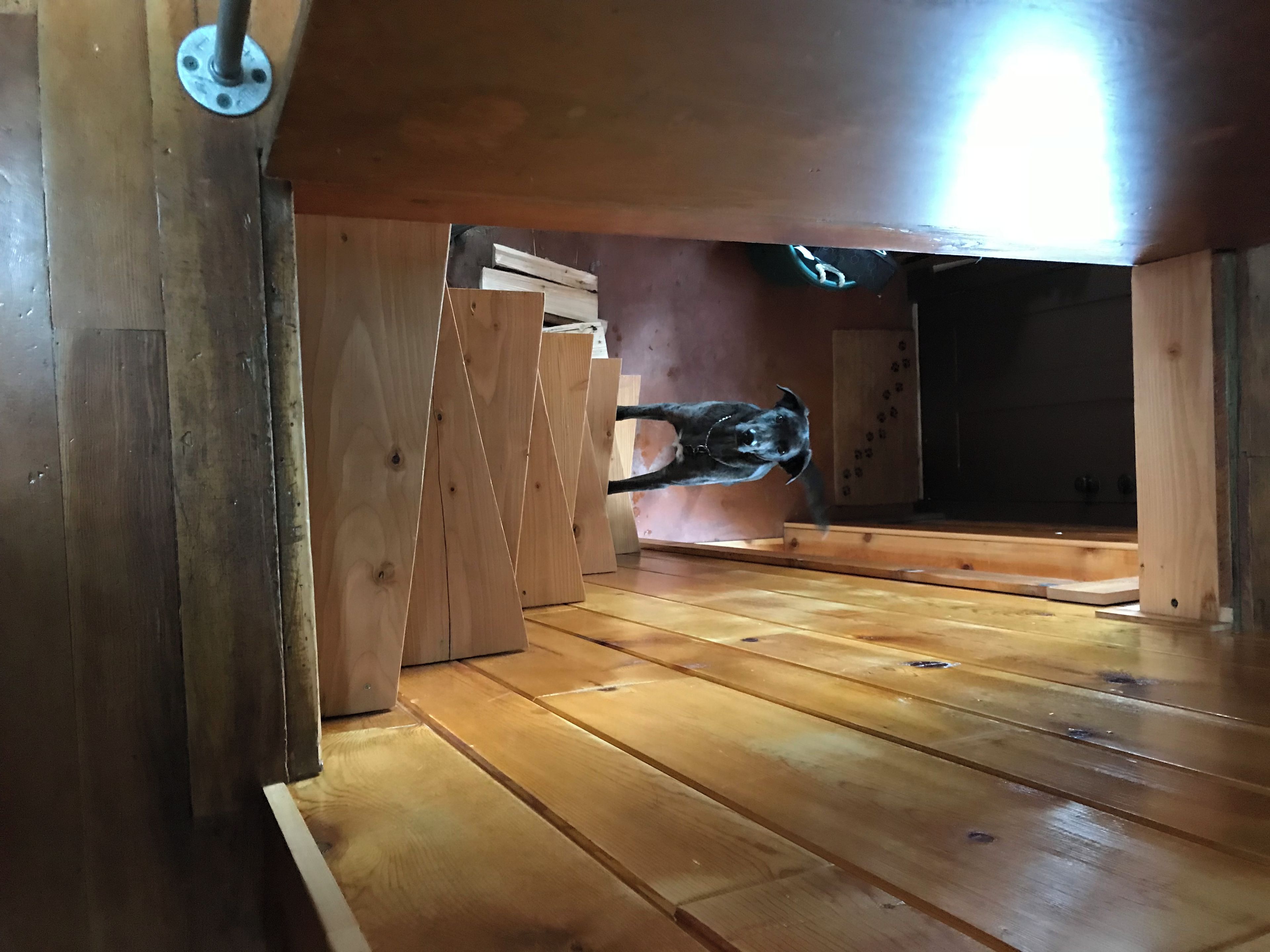 Un plancher en bois, et un chien qui saute sous une poutre.