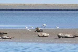 Untagged - Nature house "De Blauwe Reiger (Slootdorp)