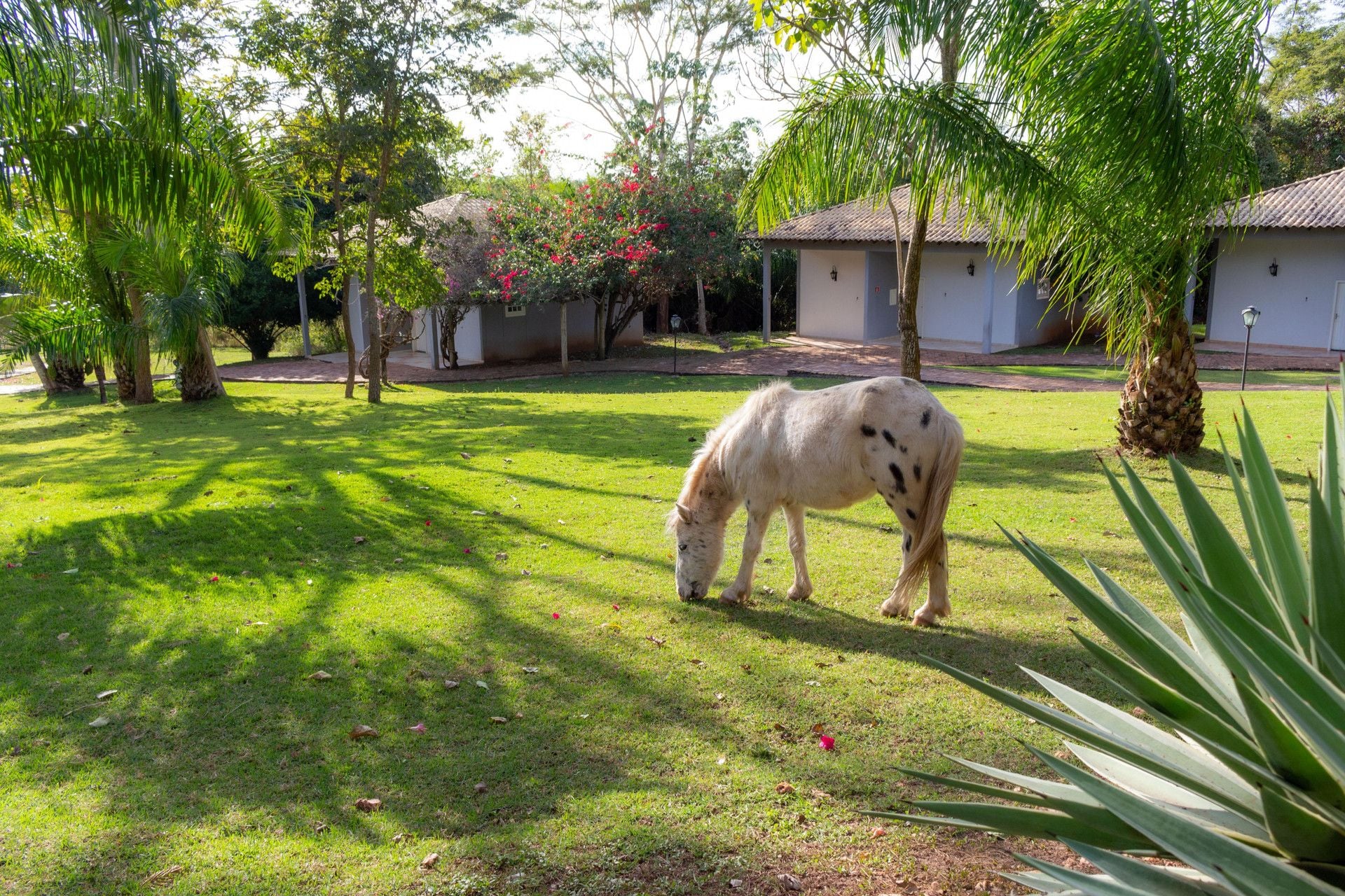 A horse grazing in a grassy area with trees and a building in the background.