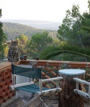 Um gato sentado em uma cadeira com uma vista panorâmica de uma paisagem arborizada ao fundo.