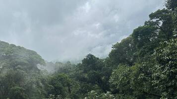 A dense forest with a variety of trees and a cloudy sky.