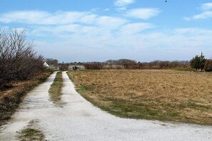 Een landweg met een grasveld aan één kant en een kale boom aan de andere kant.