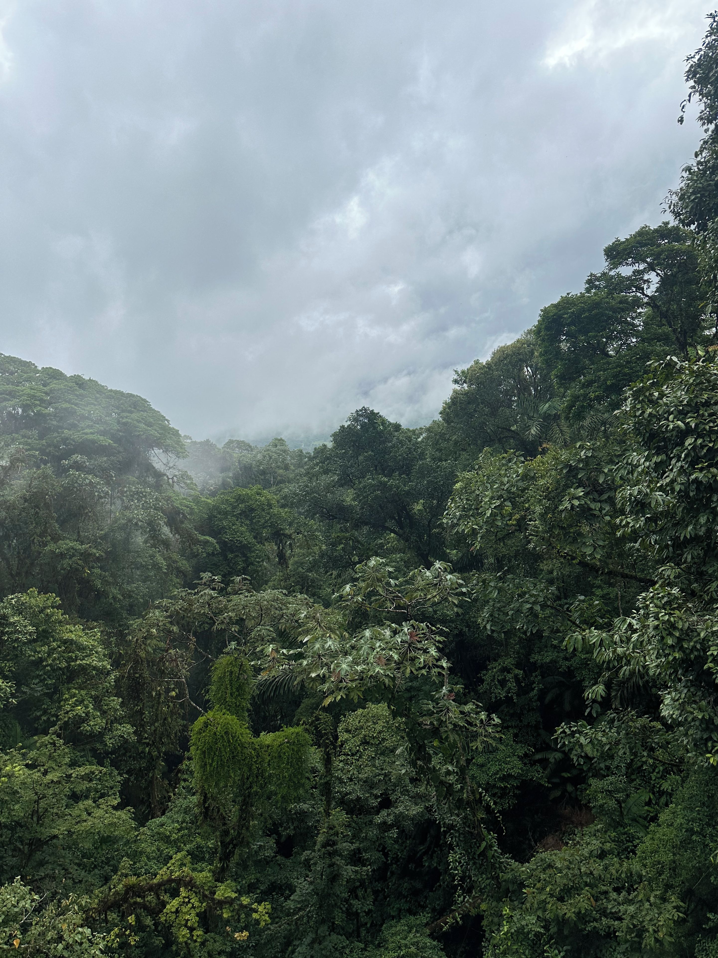 A dense forest with a variety of trees and a cloudy sky.