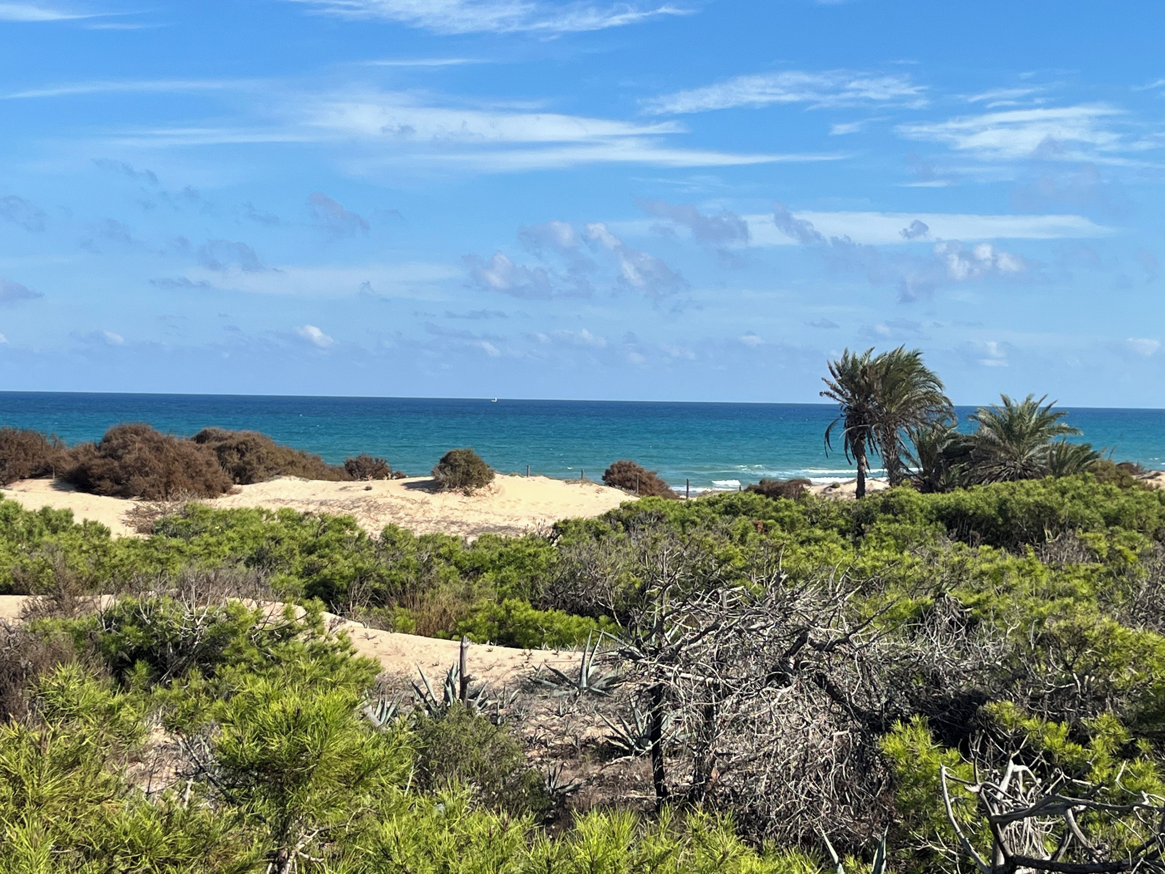A coastal landscape with a sandy beach, dense shrubbery, and a clear blue sky.