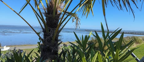 Un palmier au premier plan, avec vue sur l’océan et une jetée au loin.