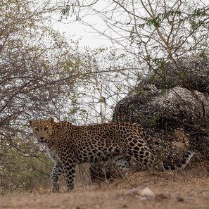 A leopard in a natural setting with trees and rocks. - Marwar leopard Camp jawai (Bali)