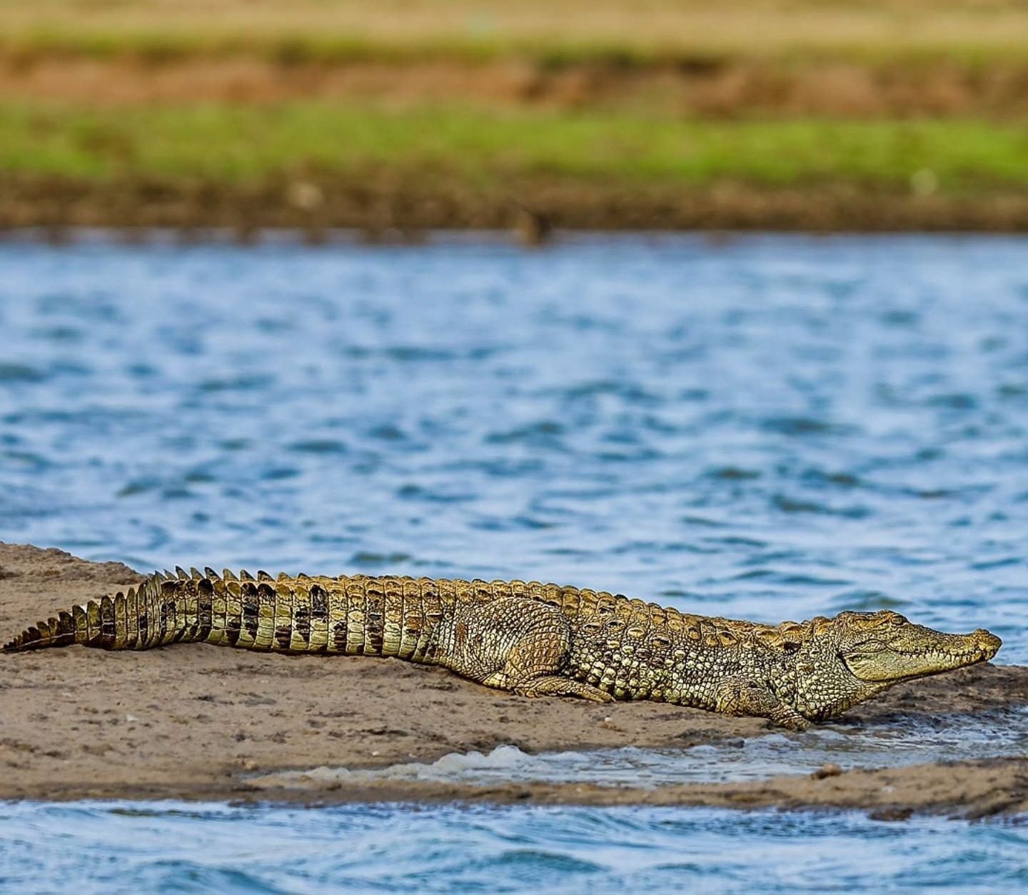 Un cocodrilo en una orilla rocosa junto a un cuerpo de agua.