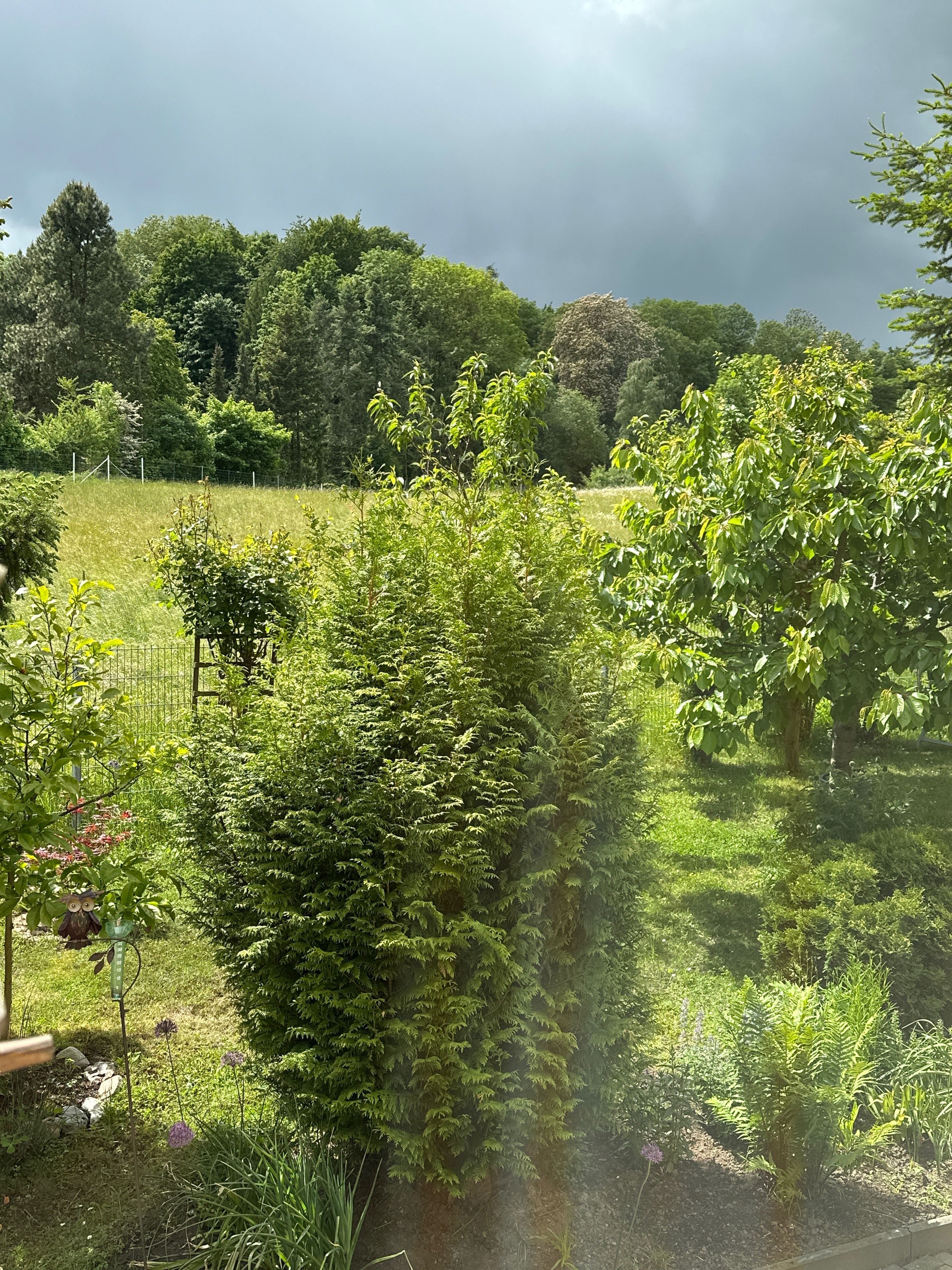 Een tuin met verschillende planten en bomen, een hek en een vogelvoerbak.