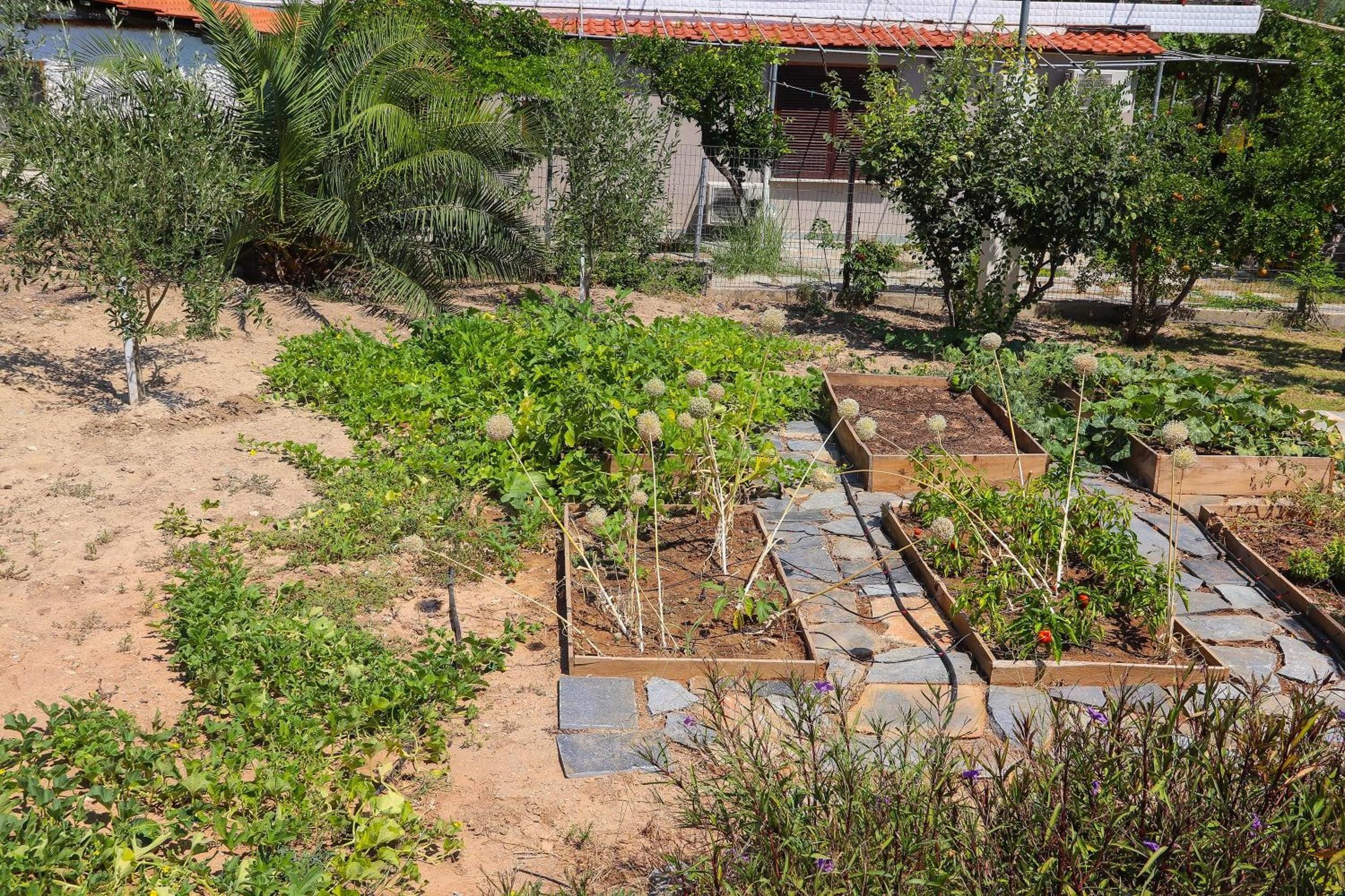Een tuin met verhoogde borders en verschillende planten.