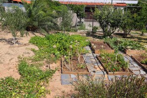 Un jardín con bancales elevados y diversas plantas.