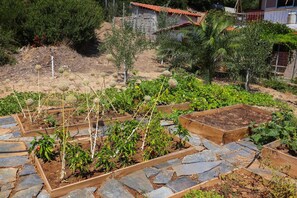 Een dakbostuin met verhoogde plantenbakken en diverse planten.