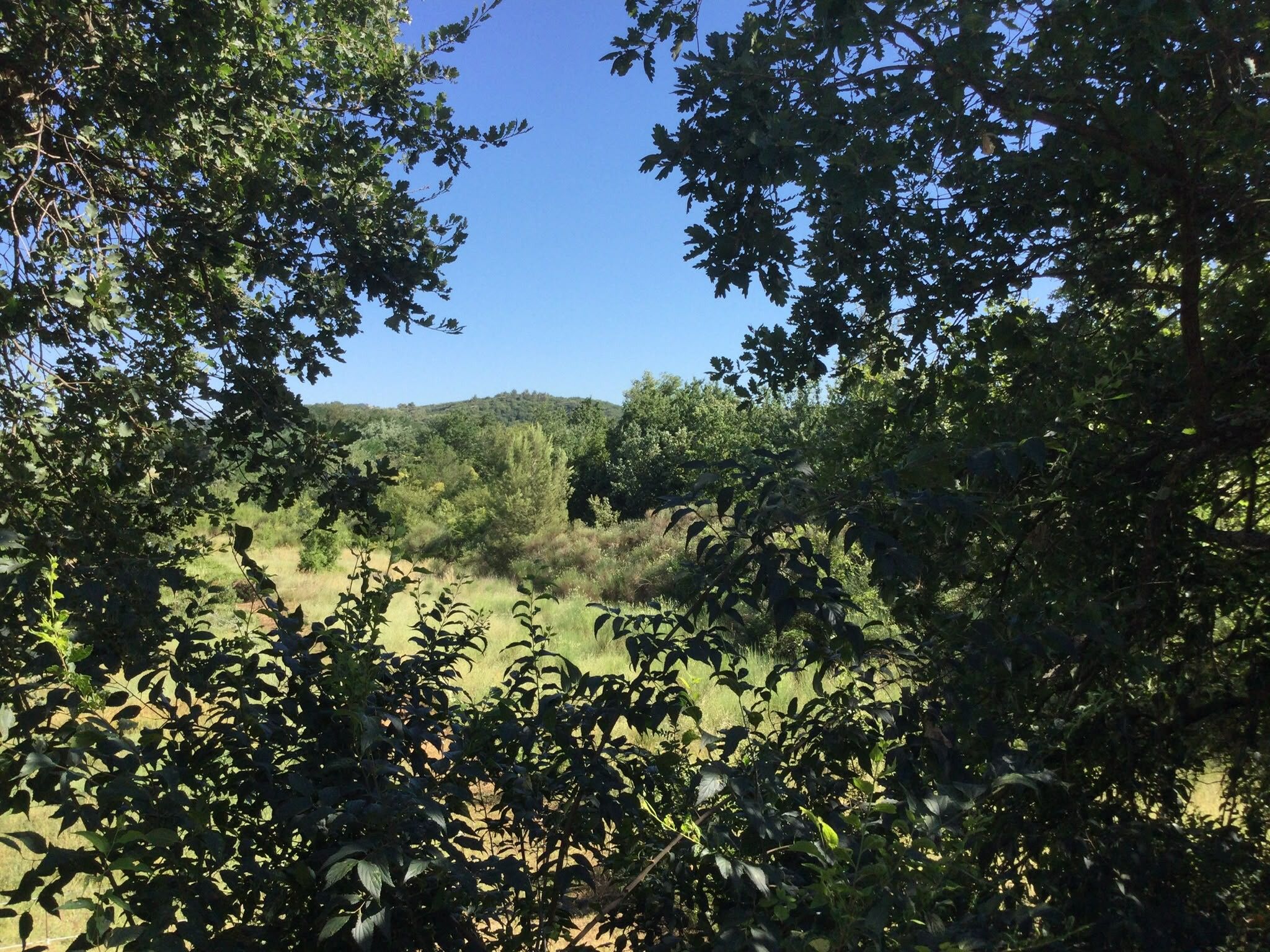 Eine natürliche Landschaft mit Bäumen und einer Hügelkette im Hintergrund.