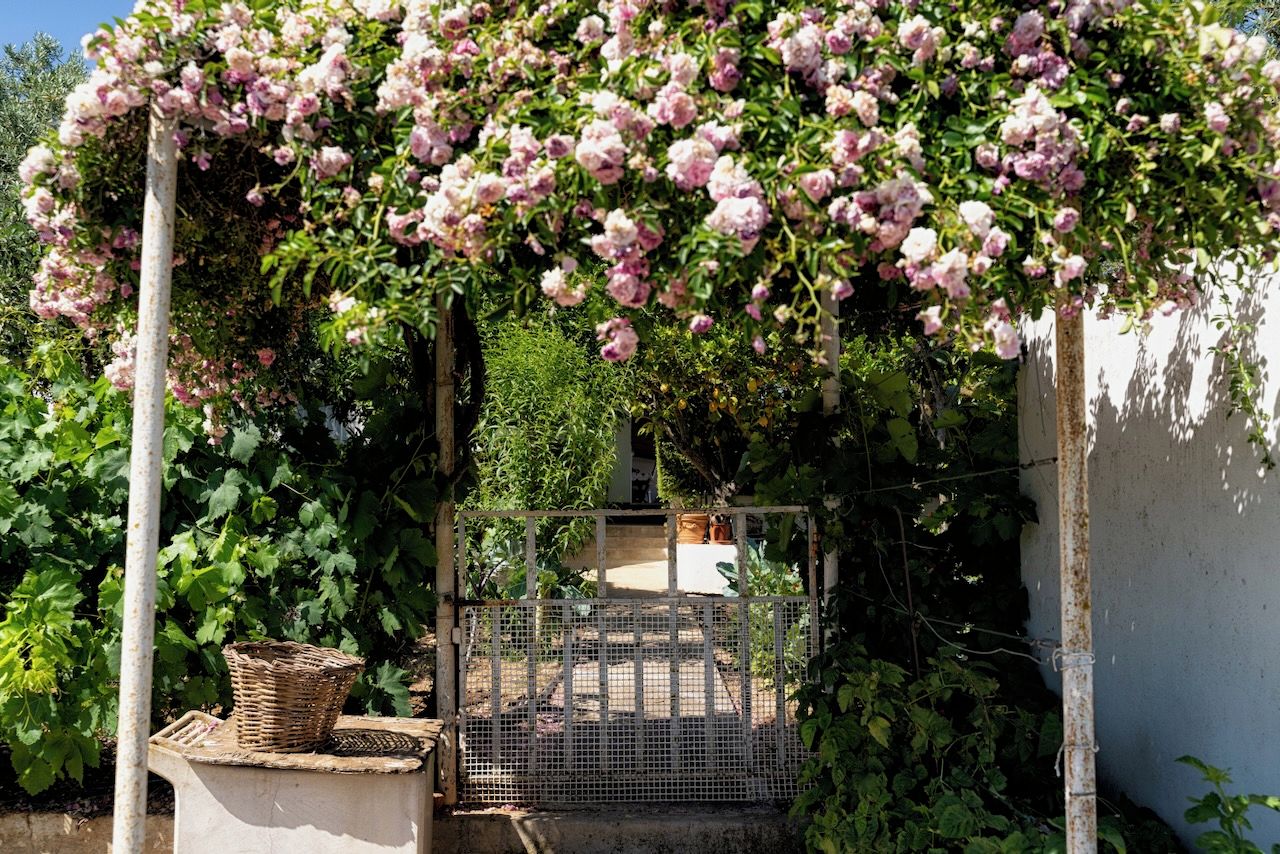 A garden with a metal gate, a white wall, and a basket on a concrete planter.