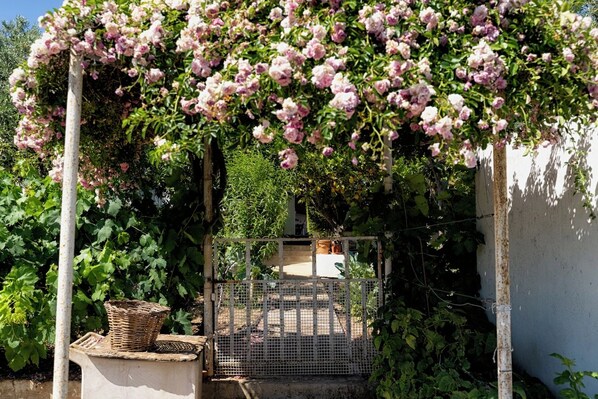 A garden with a metal gate, a white wall, and a basket on a concrete planter.