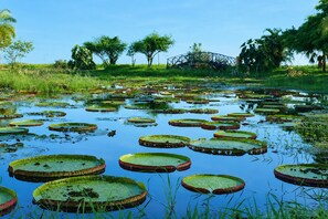 Masa de agua con lirios flotantes y un puente al fondo.