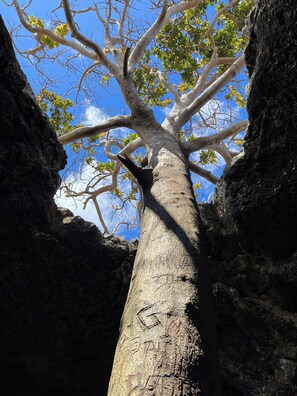 A tree with a thick trunk and branches extending outward, surrounded by rocky terrain.
