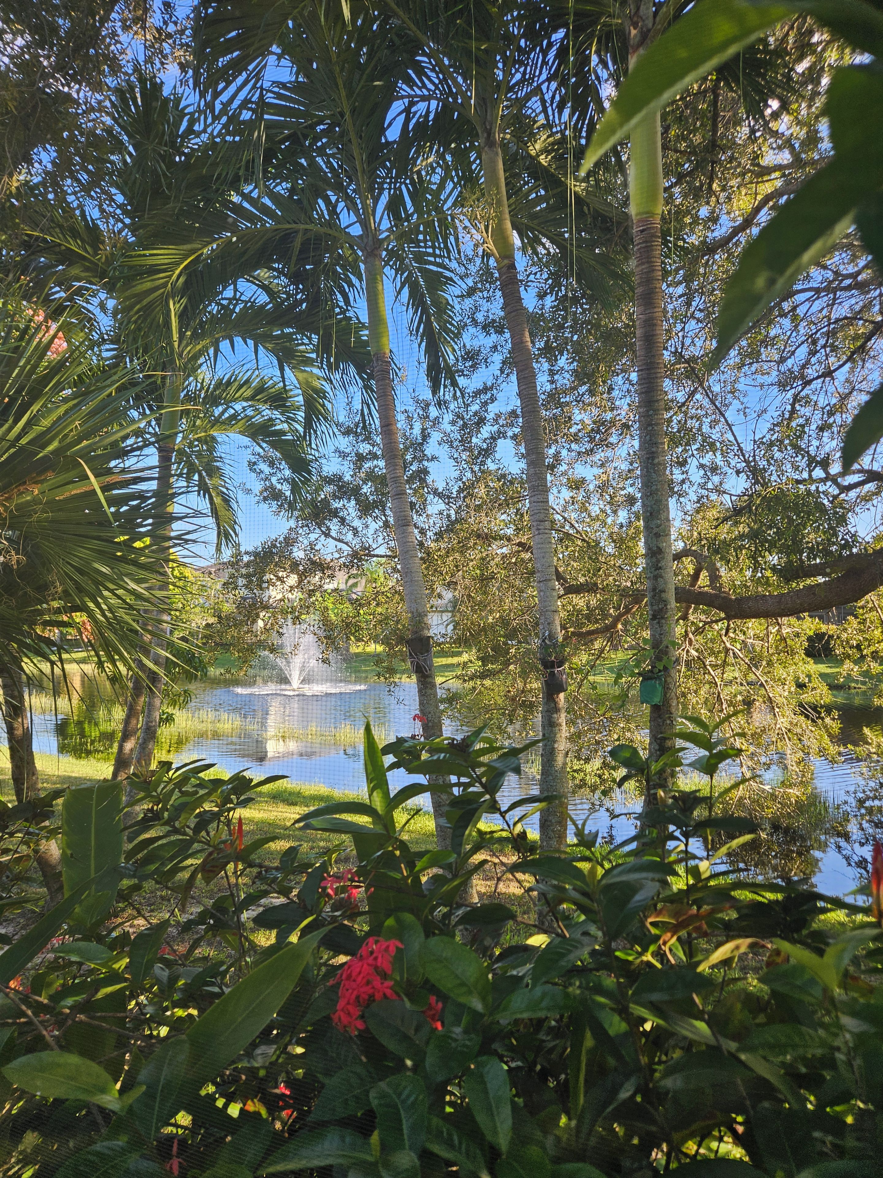 Un jardin paisible avec un étang, entouré d’une végétation luxuriante et de palmiers.