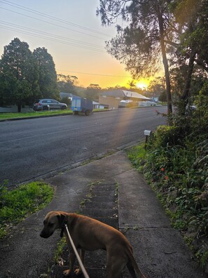 A dog on a leash walking on a sidewalk beside a road with vehicles and houses in the background. - Lakeview Retreat, Deck & Room to Unwind | Get Back 2 Basics Rathmines (Rathmines)