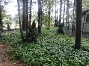 A forested area with tall trees and a fenced enclosure. - Lovers Lane Getaway (Wellington North)