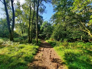 Ein Waldpfad, umgeben von dichten Bäumen und Farne.