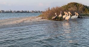 A beach with water and a group of pelicans. - The Salt Flat — Waterfront Escape on Salt Lake with Private Pier (Rockport)