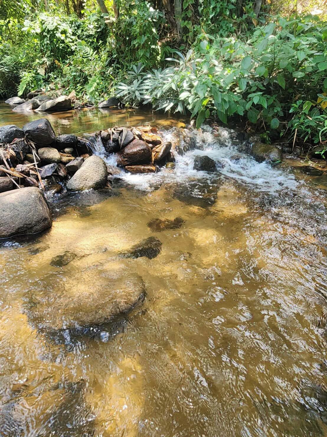 A natural stream with clear water flowing over rocks, surrounded by lush greenery.
